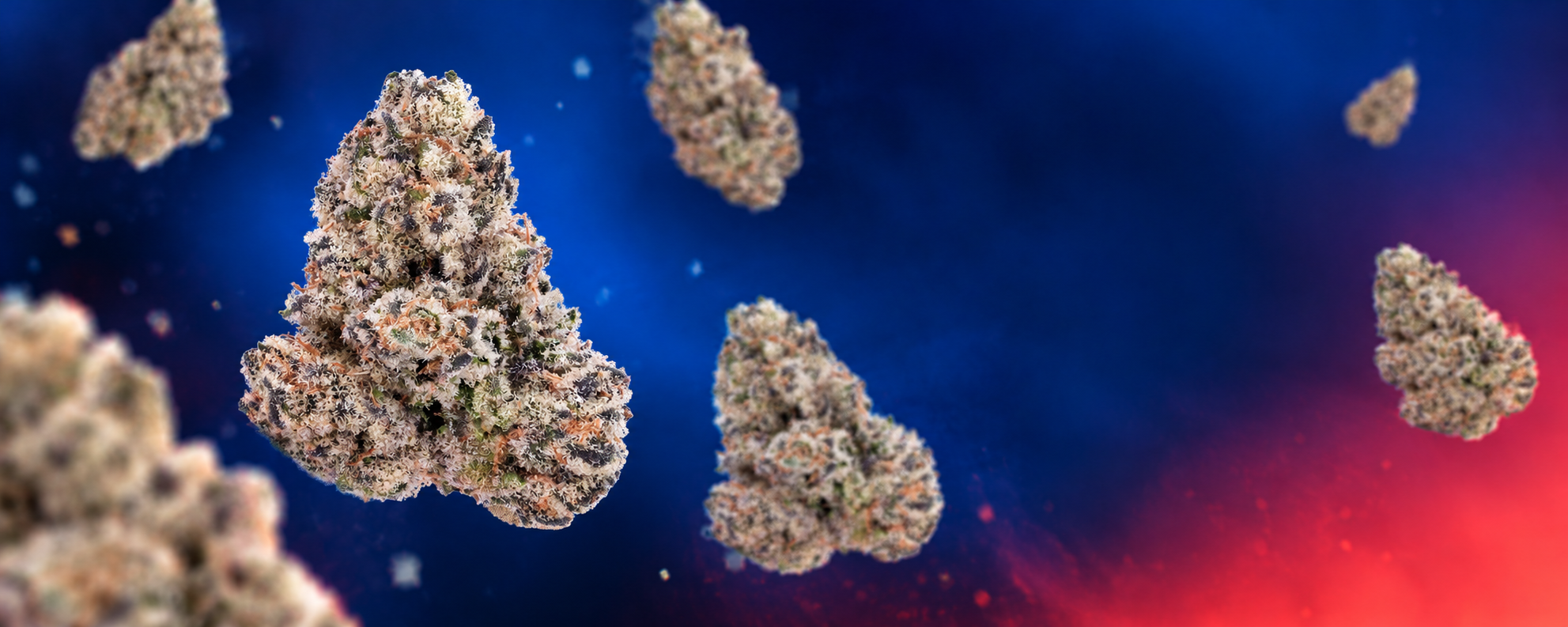 Does Hype Sell Through? What Canadian Shelves Say About Viral Strains
